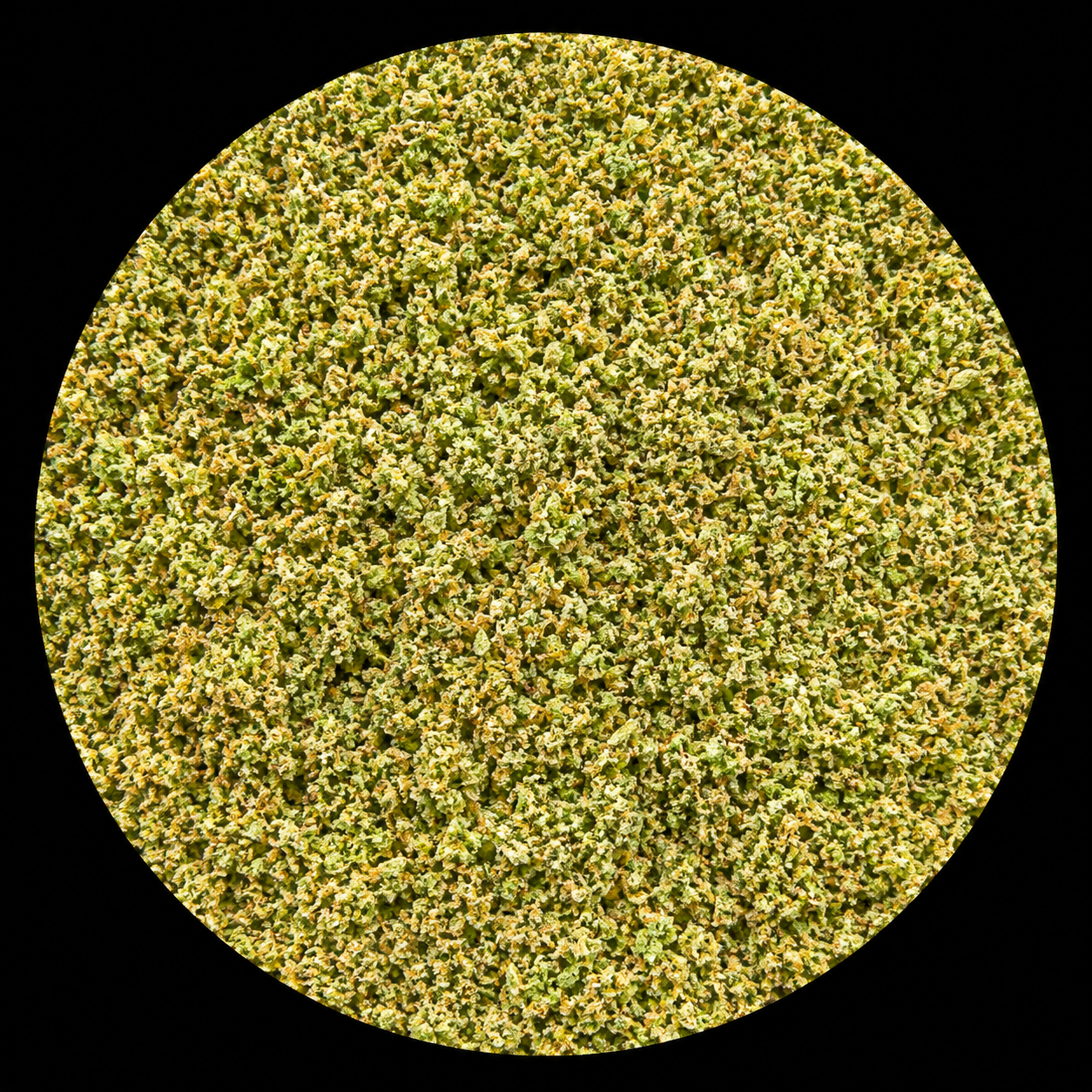 Jack Herrer (RR)