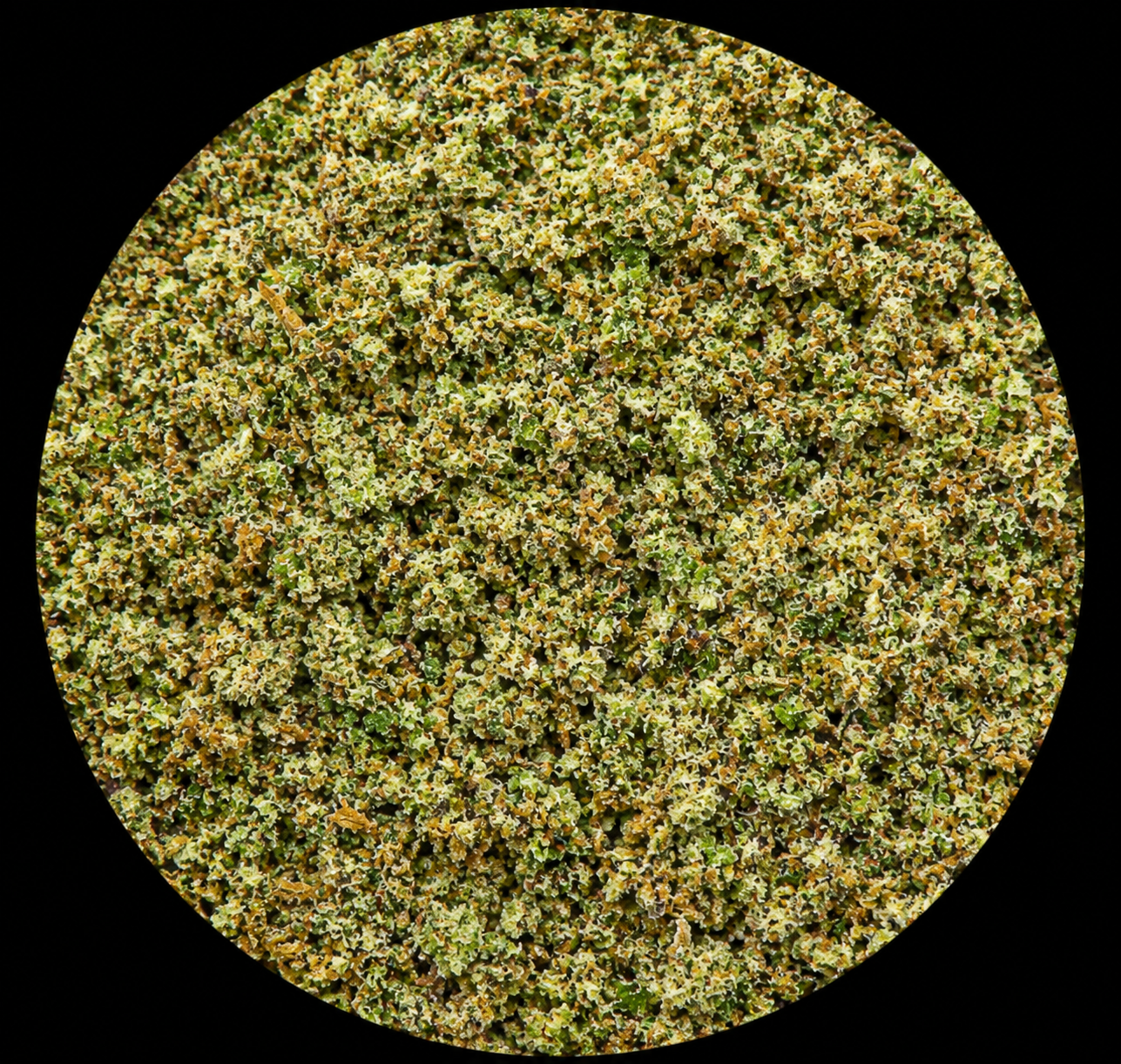 Lemon Cherry Sherbert (RR)