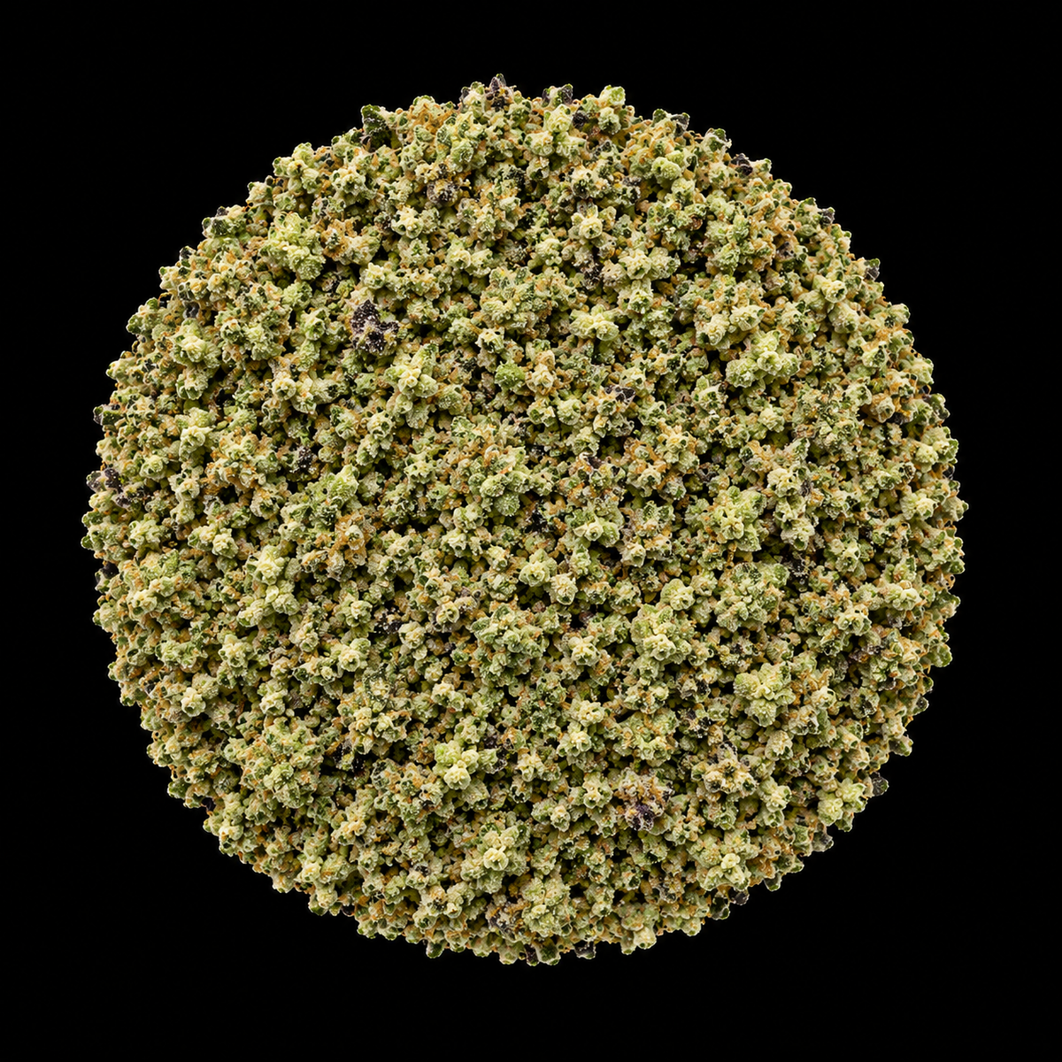 Berry Headband (RR)