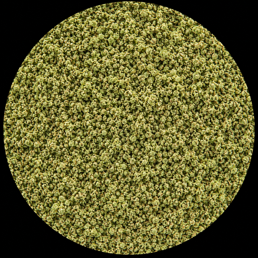 Chem Dosi (RR)