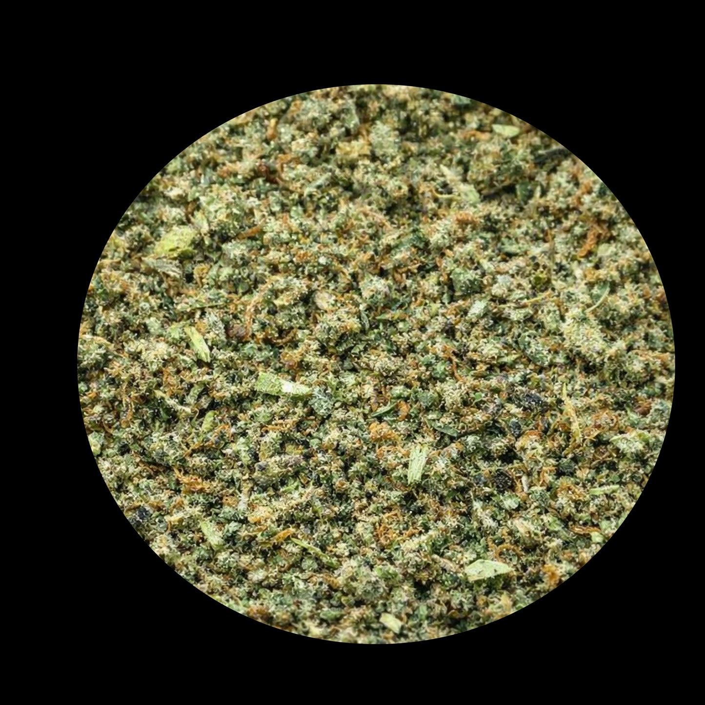 Cream Pie (RR)