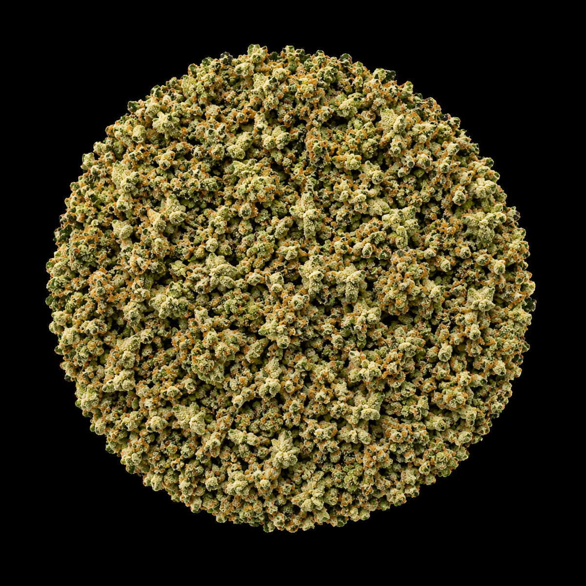 Gorilla Glue #4 (RR)