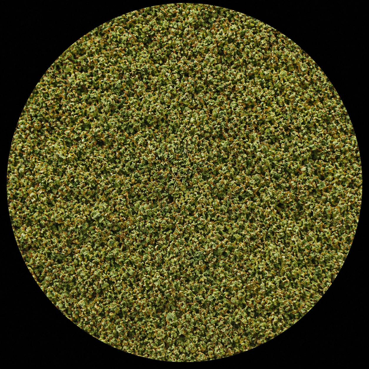 Gruntz (RR)