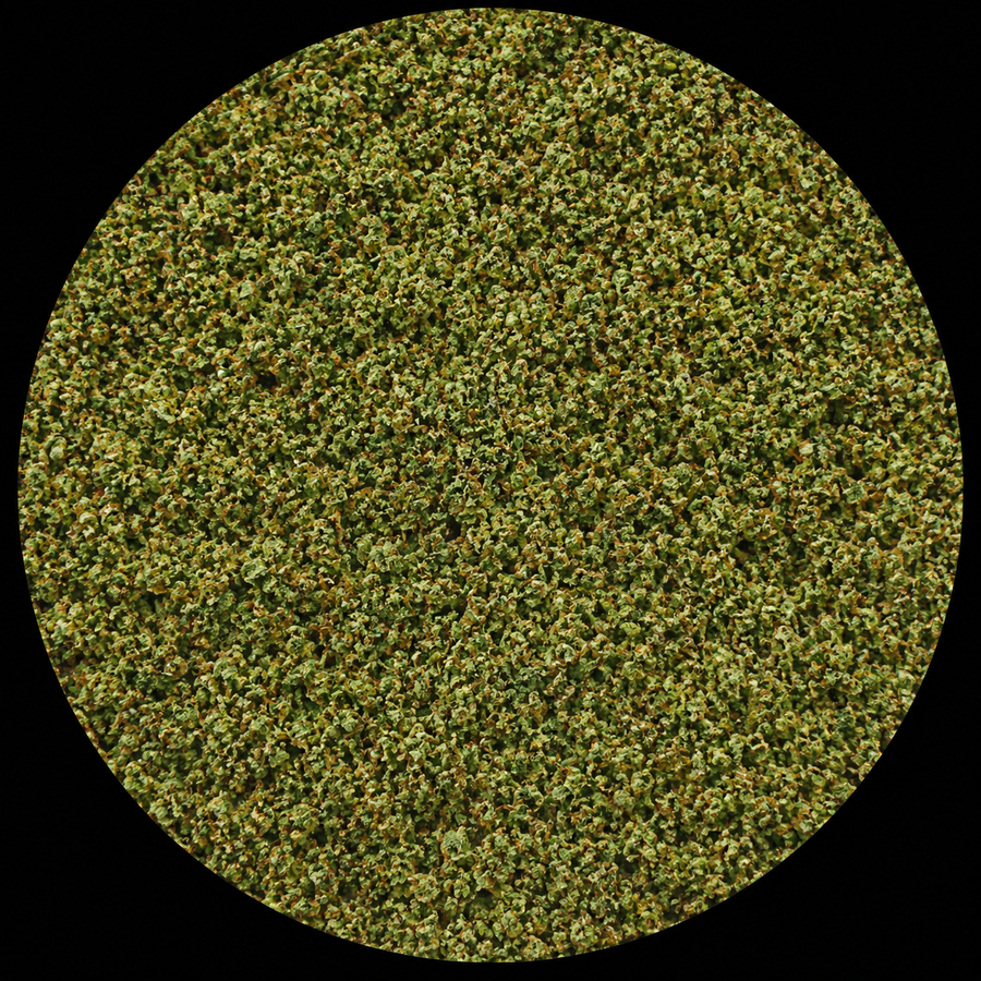 Gruntz (RR)