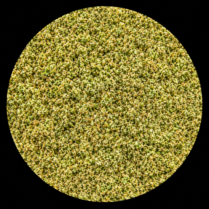Jack Herrer (RR)